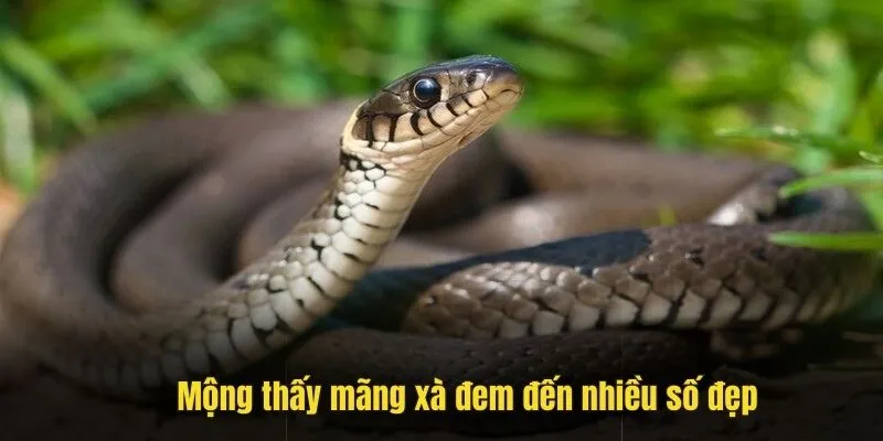 Mộng thấy mãng xà đem đến nhiều số đẹp